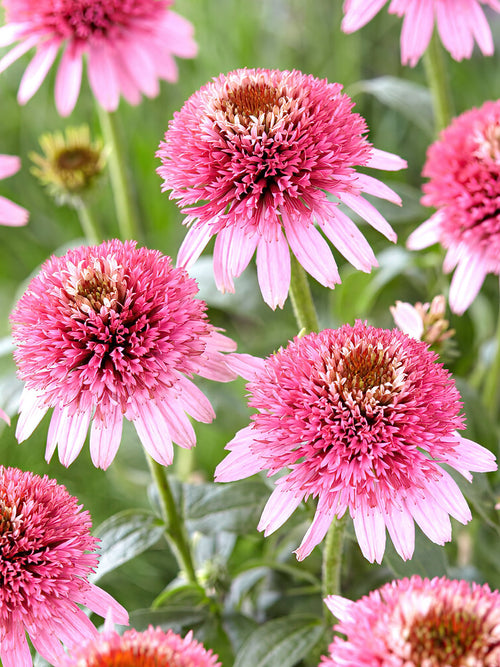 Echinacea Butterfly Kisses Zonnehoed planten