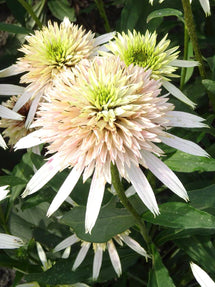 Echinacea Cherry Fluff (Zonnehoed)