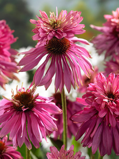 Echinacea Double Decker zonnehoed kopen