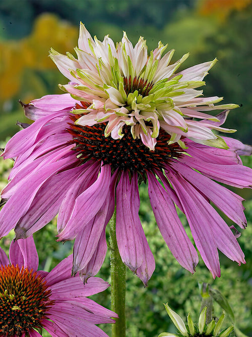 Echinacea Double Decker (Zonnehoed)