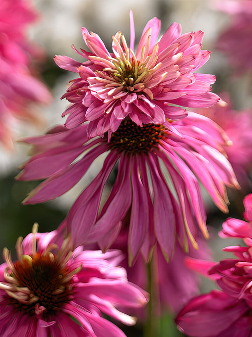 Zonnehoed vaste planten Double Decker (Coneflower)Echinacea Double Decker bestellen