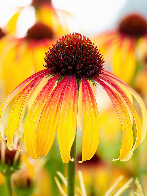 Echinacea Fiery Meadow Mamma (zonnehoed) kopen