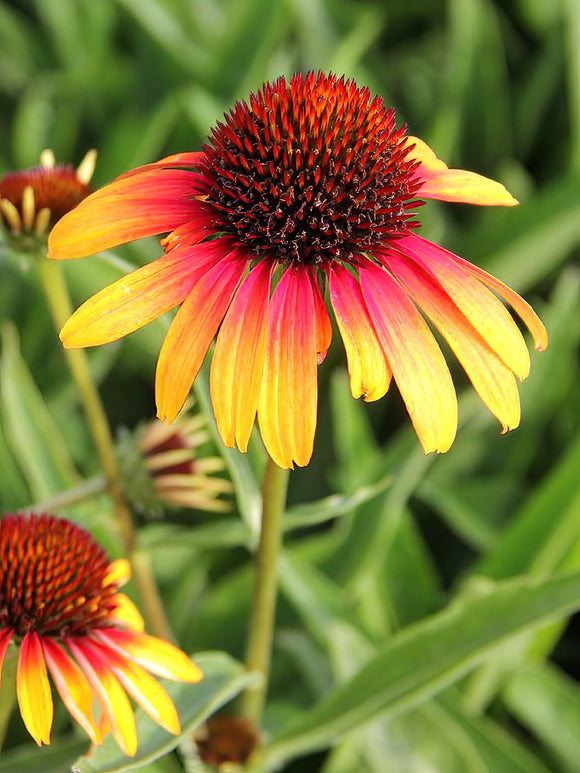 Echinacea Fiery Meadow Mamma - Zonnehoed vaste planten