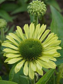 Echinacea Green Jewel (Zonnehoed)