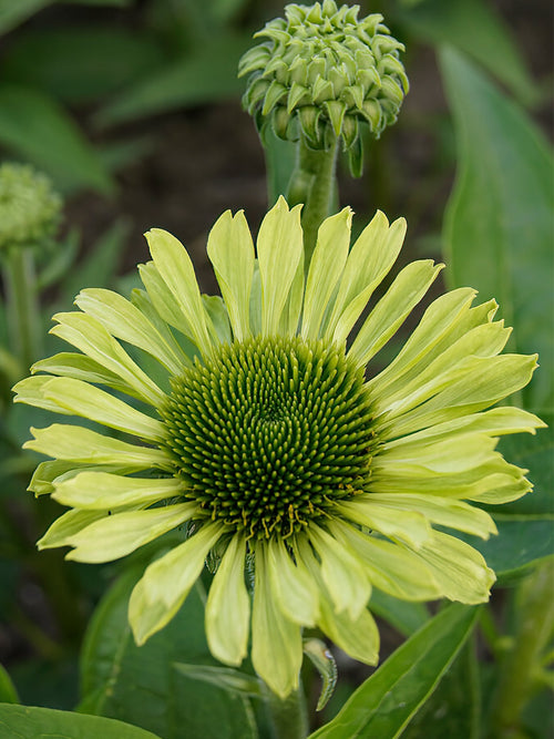 Echinacea Zonnehoed Green Jewel planten kopen