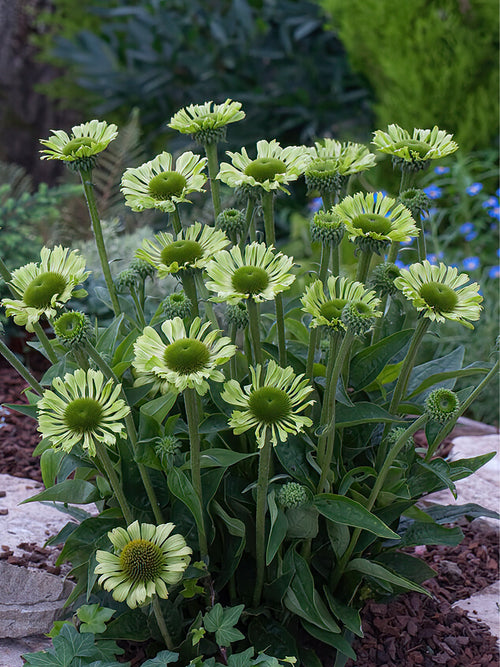 Echinacea Green Jewel - zonnehoed planten