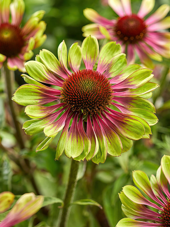 Buy Echinacea Green Twister 