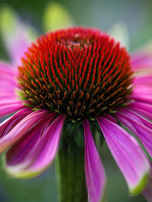 Echinacea Green Twister (Coneflower)