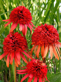 Echinacea Irresistible (Zonnehoed)