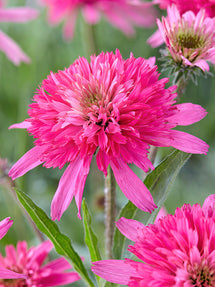 Echinacea Mini Belle (Zonnehoed)