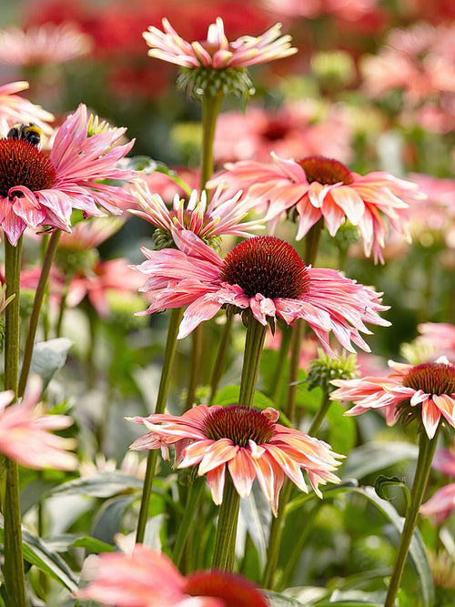 Zonnehoed vaste planten Echinacea Playful Meadow Mama 