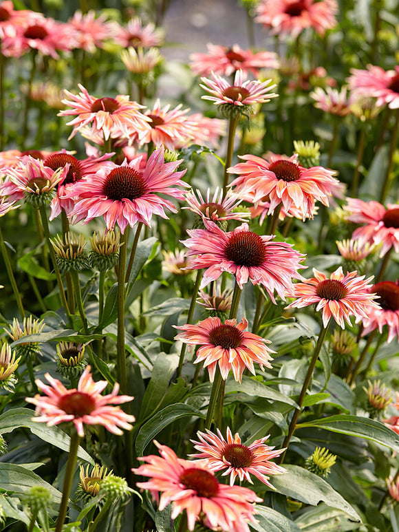 Zonnehoed Playful Meadow Mama kopen