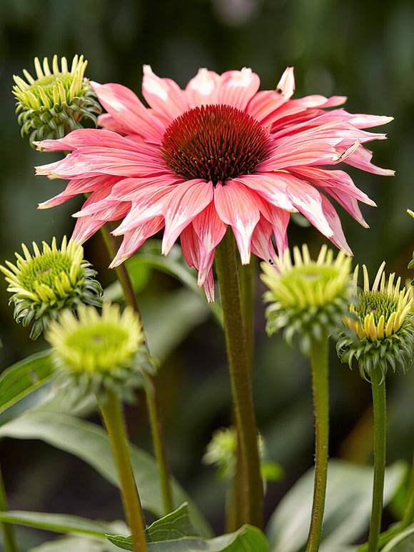 Echinacea Playful Meadow Mama zonnehoed bestellen