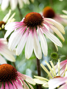 Echinacea Pretty Parasols (Zonnehoed)