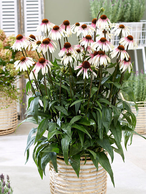 Echinacea Pretty Parasols Zonnehoed vaste planten