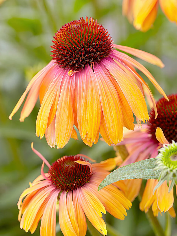 Echinacea Rainbow Marcella Zonnehoed Kopen