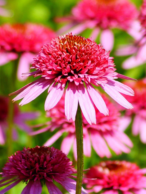 Zonnehoed Echinacea Raspberry Truffle bestellen