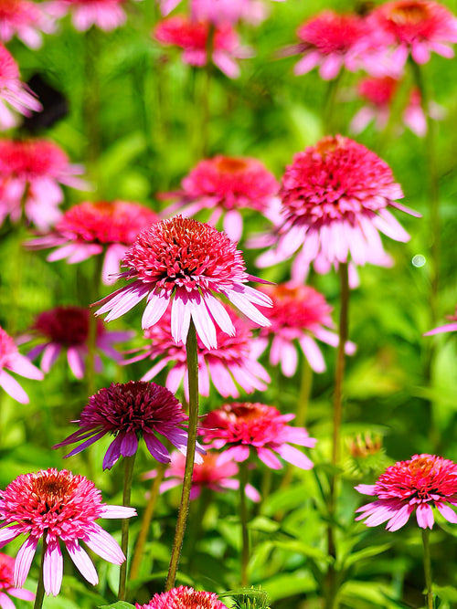 Echinacea Raspberry Truffle - Zonnehoed planten kopen