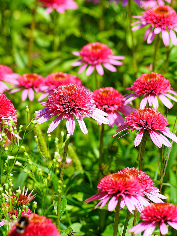 Echinacea Raspberry Truffle planten