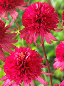 Echinacea Southern Belle (Zonnehoed)