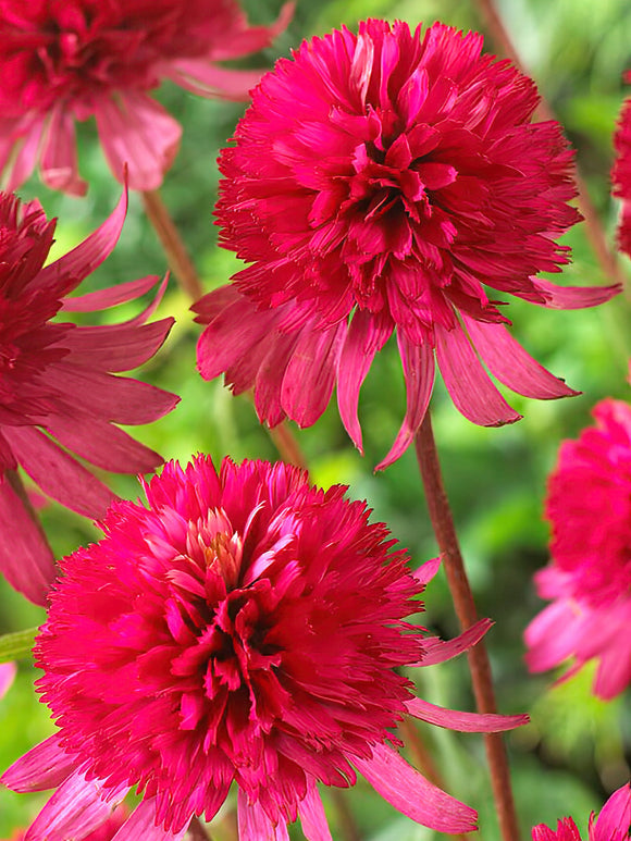 Echinacea Southern Belle (zonnehoed) 