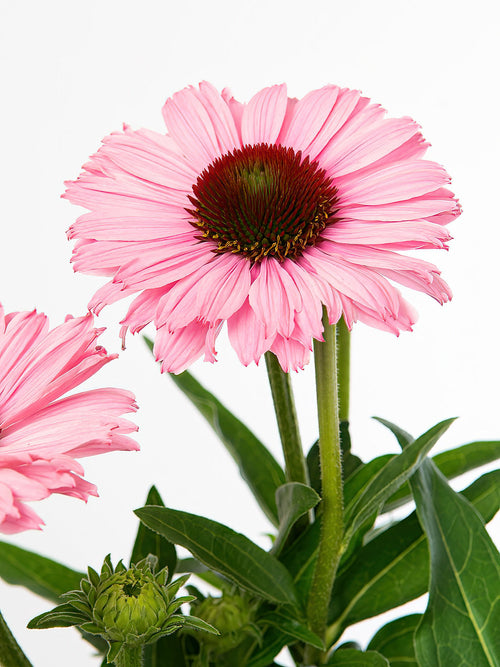 Echinacea Sunseeker Salmon zonnehoed planten bestellen