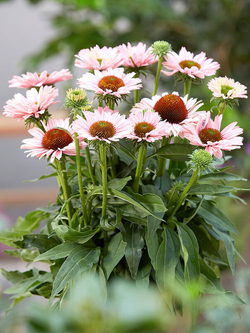 Echinacea Sunseeker Salmon zonnehoed vaste planten