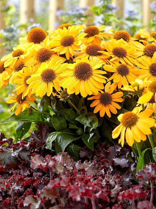 Zonnehoed Echinacea Tweety 