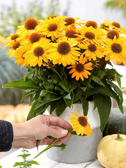 Echinacea Tweety zonnehoed vaste planten