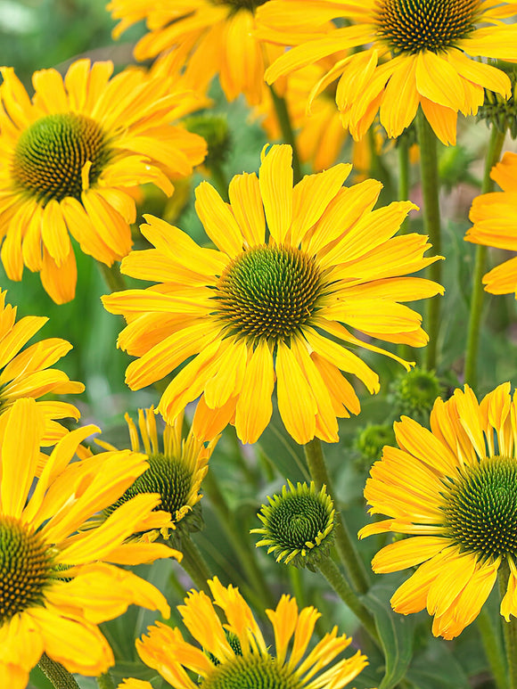 Echinacea Yellow Passion zonnehoed vaste planten bestellen