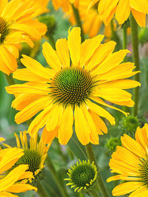 Echinacea Yellow Passion (Zonnehoed)