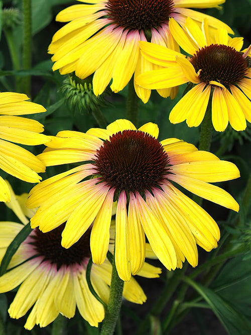 Echinacea Yellow Rainbow zonnehoed planten