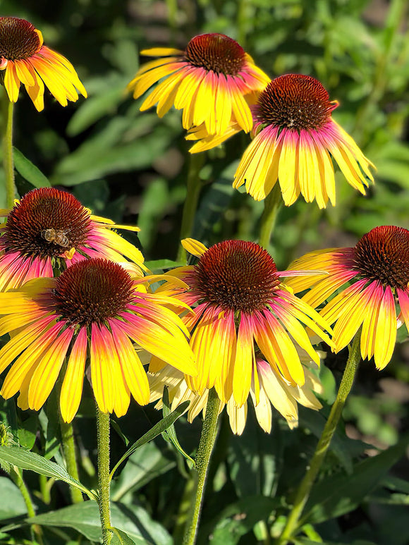 Echinacea Yellow Rainbow vaste planten kopen in Nederland