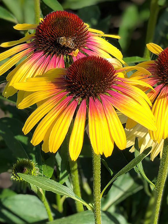 Echinacea Yellow Rainbow (zonnehoed) vaste planten bestellen