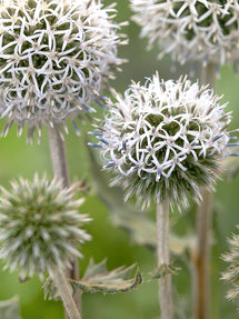 Echinops (Kogeldistel) Arctic Glow