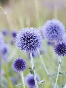 Echinops (Kogeldistel) Blue Globe