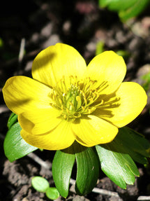 Eranthis Hyemalis (Winterakoniet)