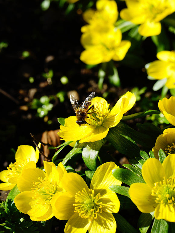 Eranthis Hyemalis (Winterakoniet)