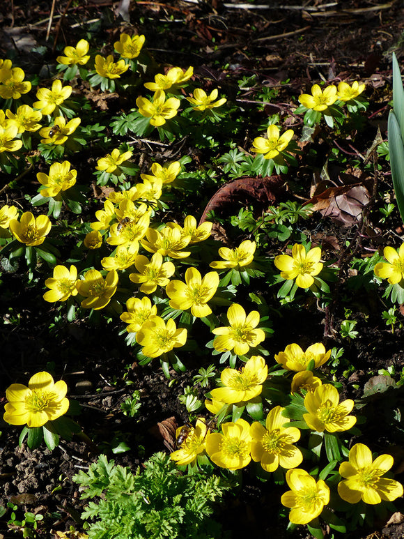 Eranthis Hyemalis (Winterakoniet) Bollen