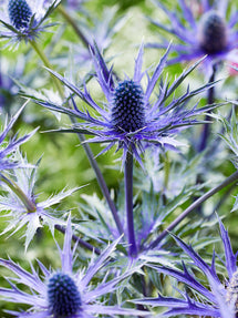 Eryngium (Kruisdistel) Jos Eijking