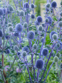 Eryngium (Kruisdistel) Planum