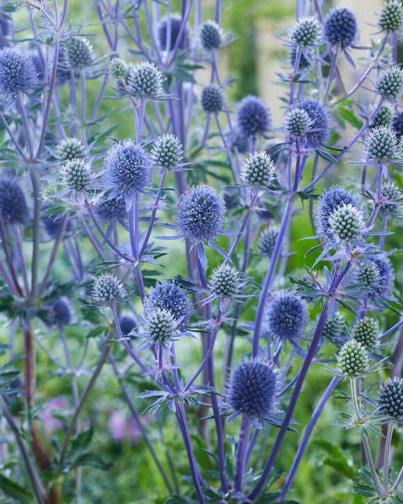 Eryngium Planum - Kruisdistel planten bestellen