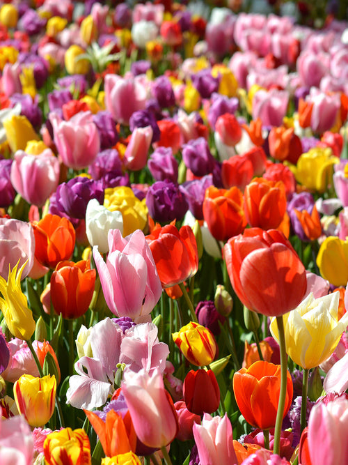 Gemengde Kleuren Tulpenbollen