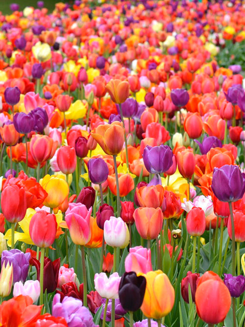 Lange Lente Tulpen Bollen mix
