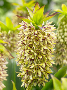 Eucomis	Bicolor (Ananasplant)