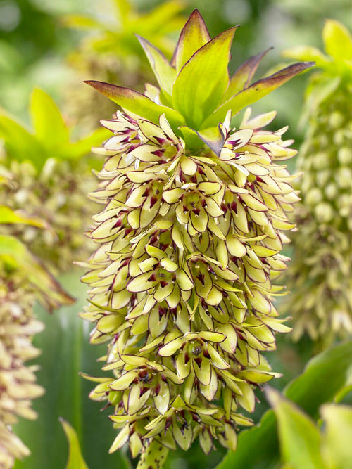 Eucomis	Bicolor (Ananasplant) bloembollen
