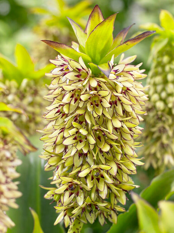 Eucomis	Bicolor (Ananasplant) bloembollen