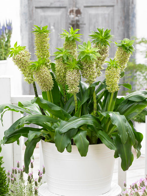 Eucomis	Bicolor (Ananasplant) bloembollen bestellen