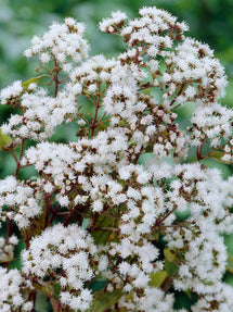 Koninginnekruid (Eupatorium) Chocolate