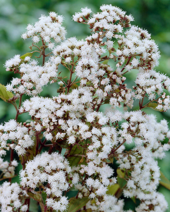 Koninginnekruid (Eupatorium) Chocolate